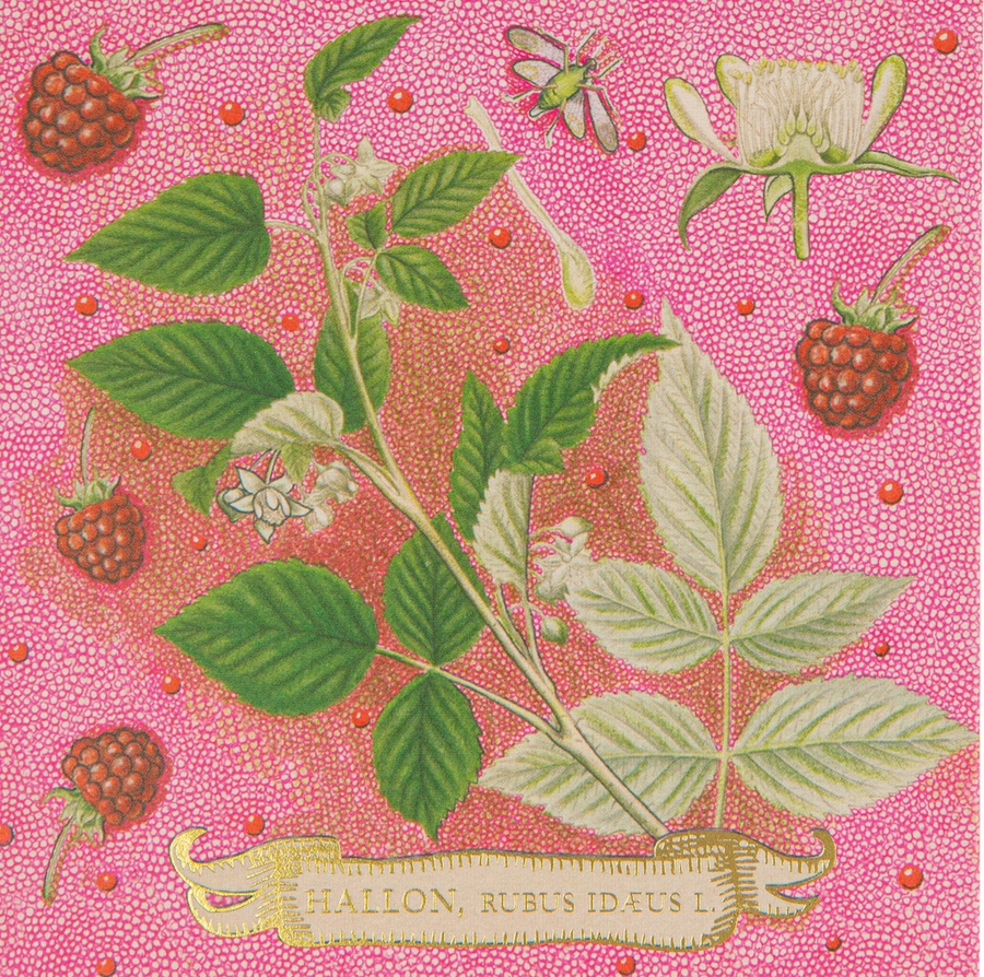 Zapałki / Rose Framboise